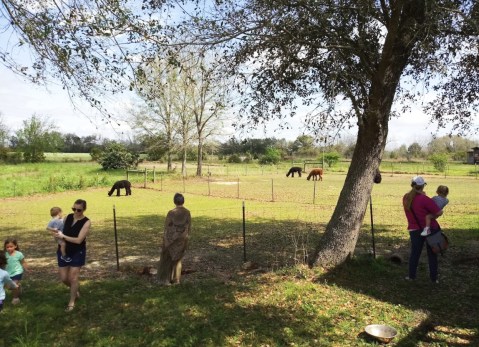 Humming Star Alpacas Alpaca Farm In Alabama Makes For A Fun Family Day Trip