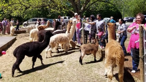 There's A Farm Full Of Alpacas In Georgia Called Creekwater Alpaca Farm And It's An Adorable Place To Visit