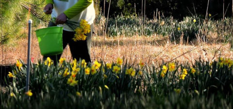 Visiting This U-Pick Daffodil Farm In South Carolina May Be The Most Beautiful Thing To Do This Winter