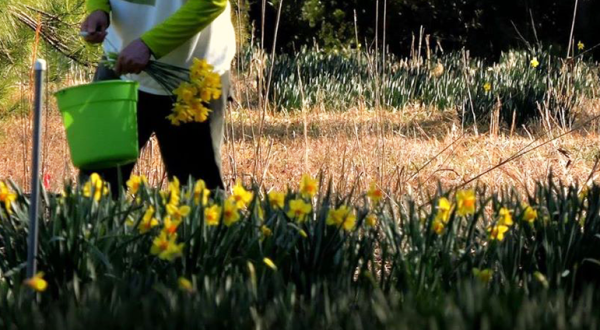 Visiting This U-Pick Daffodil Farm In South Carolina May Be The Most Beautiful Thing To Do This Winter