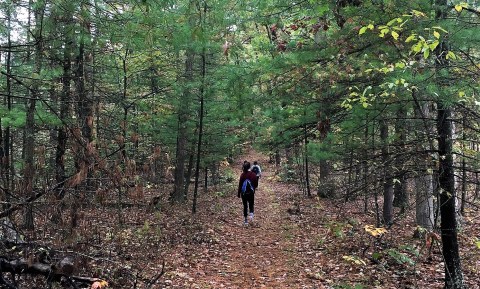 The 4-Mile Twin Oaks Trail In Maryland Takes You Through The Enchanting Green Ridge State Forest