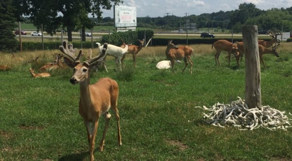 Wildlife Enthusiasts Will Have A Blast At The Michigan Whitetail Hall Of Fame Museum