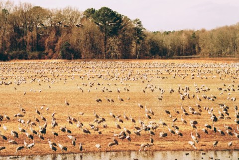 Thousands Of Sandhill Cranes Invade Wheeler National Wildlife Refuge In Alabama Every Winter And It's A Sight To Be Seen