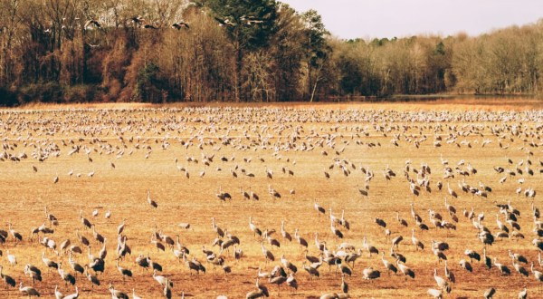 Thousands Of Sandhill Cranes Invade Wheeler National Wildlife Refuge In Alabama Every Winter And It’s A Sight To Be Seen