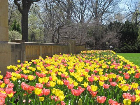 The Wisconsin Festival Of Spring Will Have Over 15,000 Flowers In Bloom This Spring