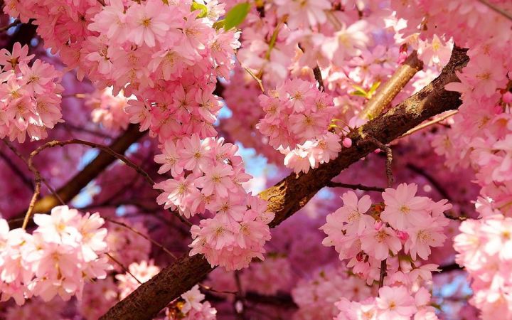 Missouri Cherry Blossom Festival