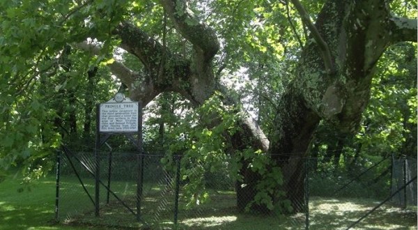There’s No Other Historical Landmark In West Virginia Quite Like This 300-Year-Old Tree