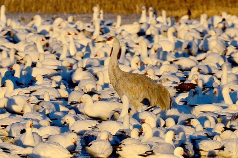 Thousands Of Sandhill Cranes Invade The City Of San Antonio In New Mexico Every Winter And It's A Sight To Be Seen
