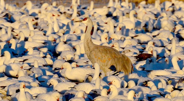 Thousands Of Sandhill Cranes Invade The City Of San Antonio In New Mexico Every Winter And It’s A Sight To Be Seen