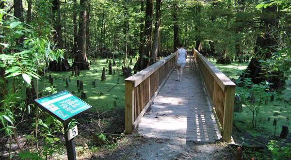 An Enchanting Stroll Awaits At The Greenville Cypress Preserve In Mississippi    