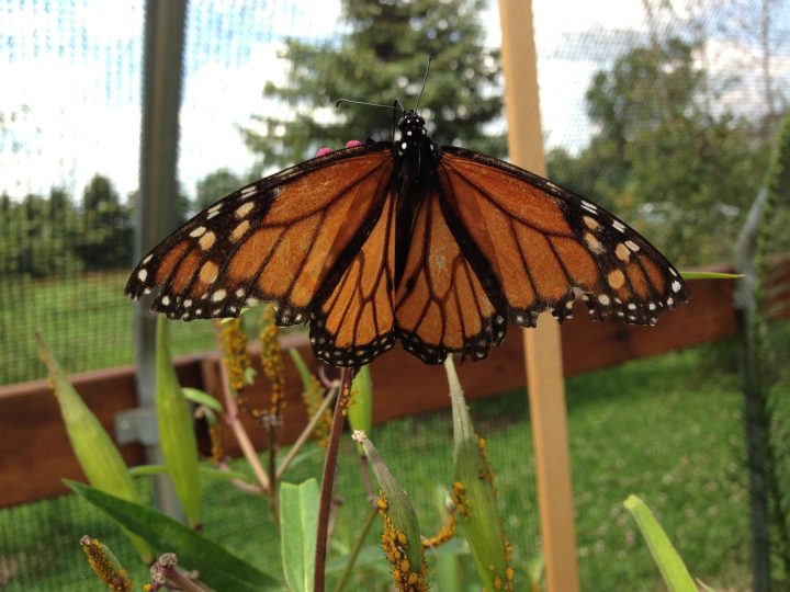 butterfly garden appleton