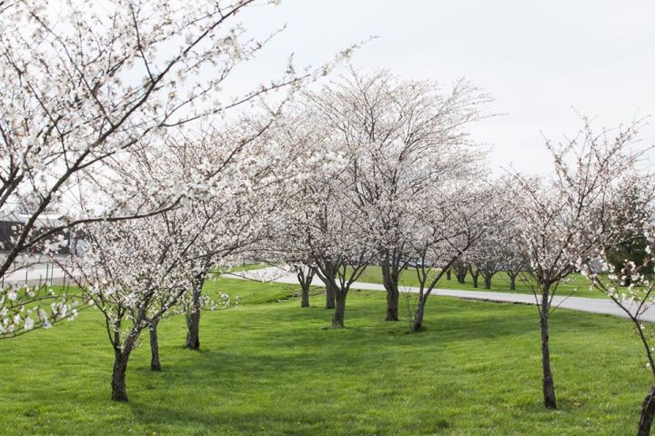 Missouri Cherry Blossom Festival