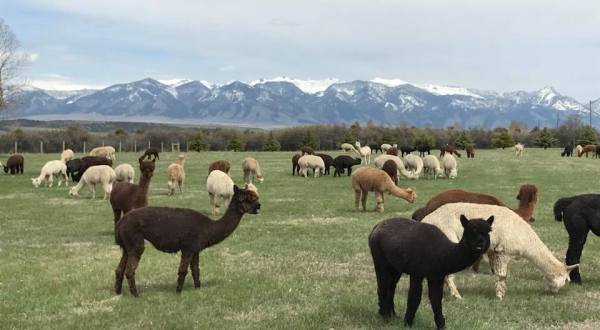 Take A Ranch Tour At Alpacaland In Montana For An Adorable Experience