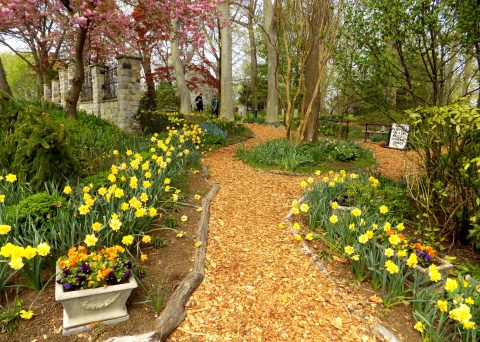 One Of The Best Spots To Enjoy Daffodils Is Actually At Whipps Garden Cemetery, A Hidden Gem In Maryland