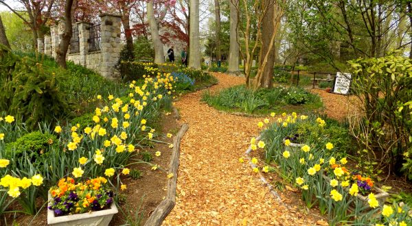 One Of The Best Spots To Enjoy Daffodils Is Actually At Whipps Garden Cemetery, A Hidden Gem In Maryland