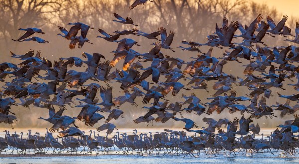 600,000 Sandhill Cranes Invade Central Nebraska Every Spring And It’s A Sight To Be Seen