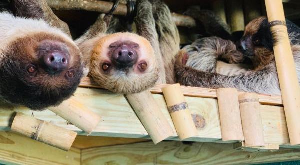 You Can Play With Sloths At Barn Hill Preserve In Louisiana