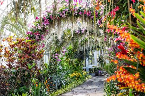 Walk Through A Sea Of Orchids At The New York Botanical Garden's Orchid Show