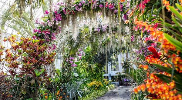 Walk Through A Sea Of Orchids At The New York Botanical Garden’s Orchid Show