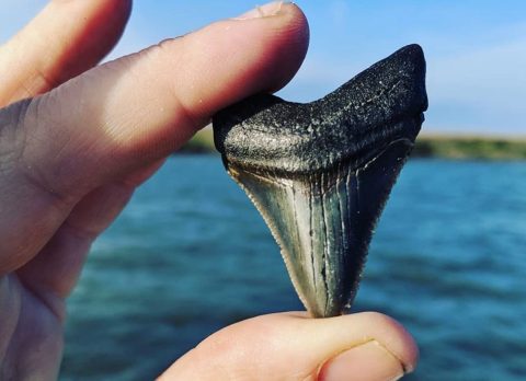 Take The Georgia Fossil Hunting Tour On Tybee Island To Hunt For Real Fossils