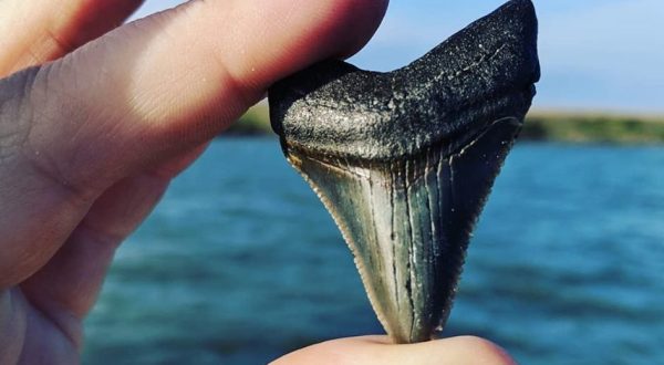 Take The Georgia Fossil Hunting Tour On Tybee Island To Hunt For Real Fossils