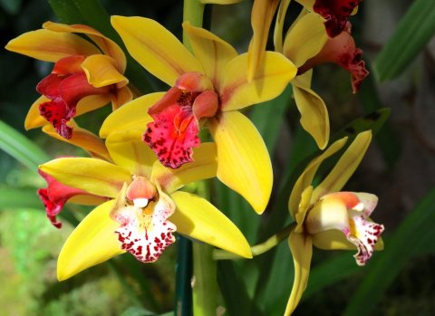 Walk Through A Sea Of Orchids At The Missouri Botanical Garden's Orchid Show