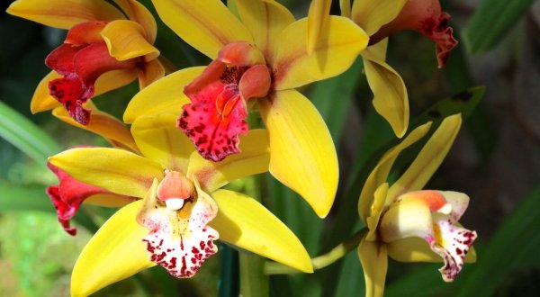 Walk Through A Sea Of Orchids At The Missouri Botanical Garden’s Orchid Show