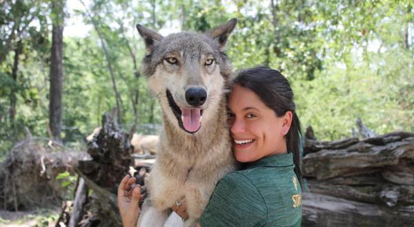 Spend The Day With Wolves At The Seacrest Wolf Preserve In Chipley, Florida