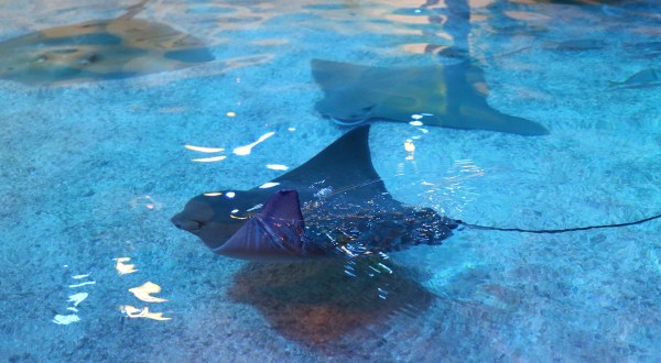 You Can Swim With Stingrays At Adventure Aquarium In New Jersey