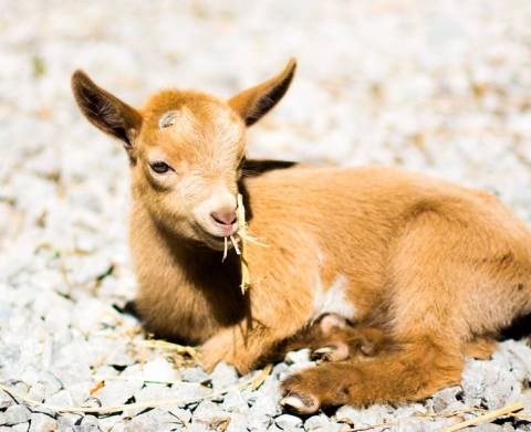 Pet Oodles Of Miniature Goat Kids At Honey Sweetie Acres Near Cincinnati