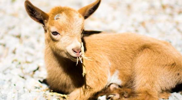 Pet Oodles Of Miniature Goat Kids At Honey Sweetie Acres Near Cincinnati