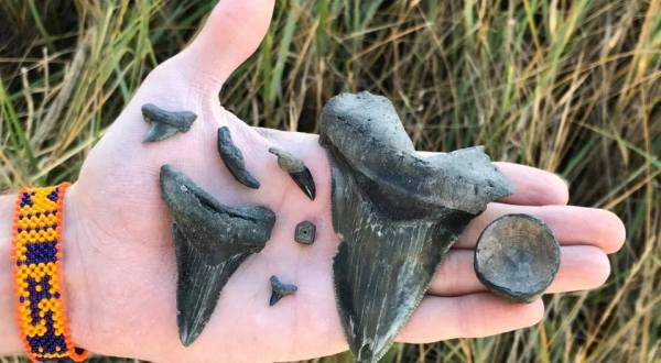Take The South Carolina Expedition Tour Off The Intracoastal Waterway To Hunt For Real Fossils