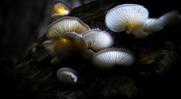 Deep In The Forests Of South Carolina, There’s A Magical Fungus That Glows In The Dark