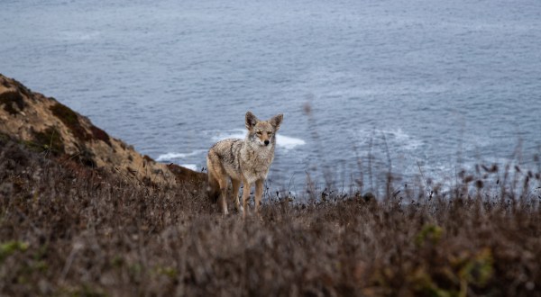 Caused By A Genetic Mutation, Rare Blue-Eyed Coyotes Have Only Been Spotted In Northern California