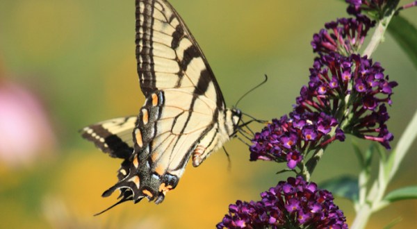 Stroll Through A Magical Butterfly Wonderland This Spring At The West Virginia Botanic Garden