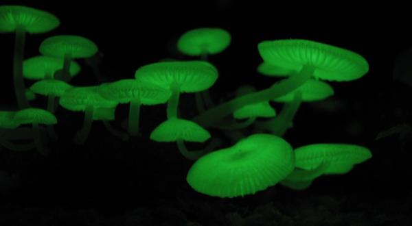 Deep In The Forests Of West Virginia, There’s A Magical Fungus That Glows In The Dark