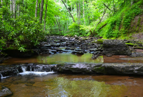 Cranberry Glades Botanical Area Is A Scenic Outdoor Spot In West Virginia That's A Nature Lover’s Dream Come True
