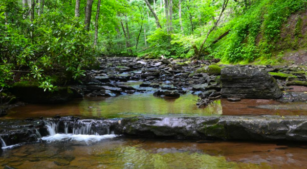 Cranberry Glades Botanical Area Is A Scenic Outdoor Spot In West Virginia That’s A Nature Lover’s Dream Come True