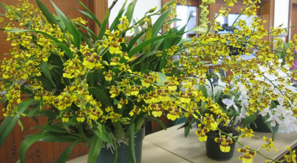 Walk Through A Sea Of Orchids At The New Hampshire Orchid Society Show And Sale