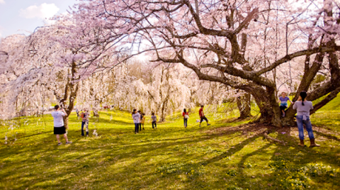 Visit A Beautiful Blooming Cherry Tree Grove In Cincinnati At Ault Park