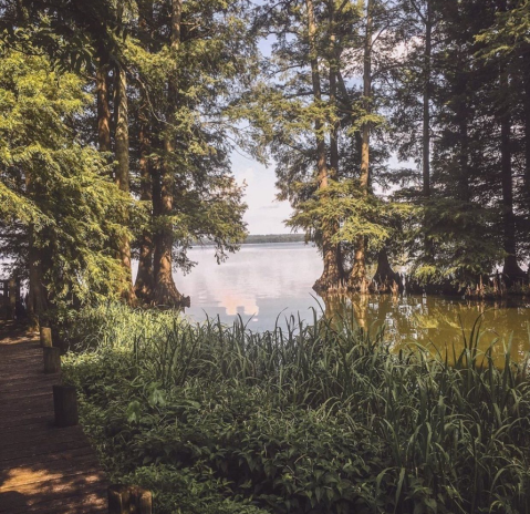 The Reelfoot Lake Boardwalk Hike In Tennessee That Leads To Incredibly Scenic Views