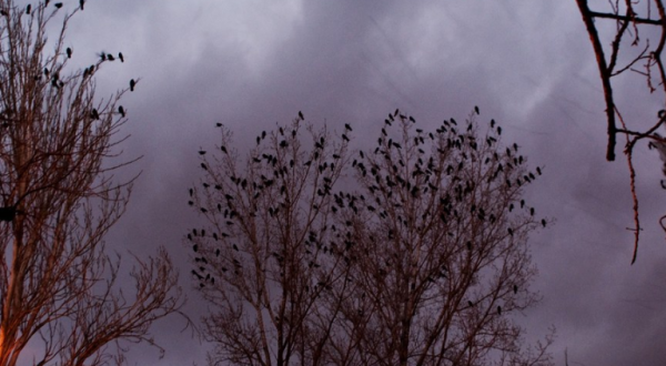 Up To 10,000 Crows Invade The City Of Bluefield In West Virginia Every Winter And It’s A Sight To Be Seen