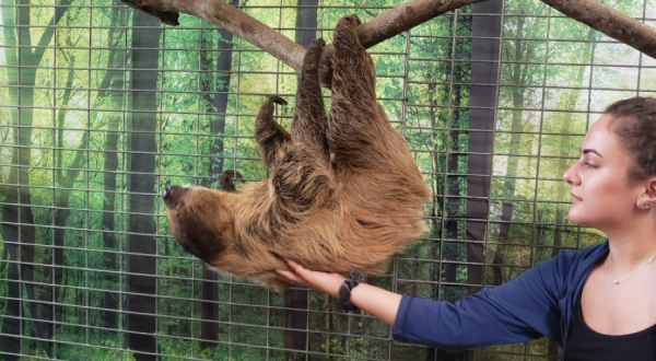 Play With Sloth And Kangaroos At Farmony’s Safari Edventure In North Carolina For An Adorable Adventure