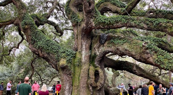There’s No Other Historical Landmark In South Carolina Quite Like This 400-Year-Old Tree