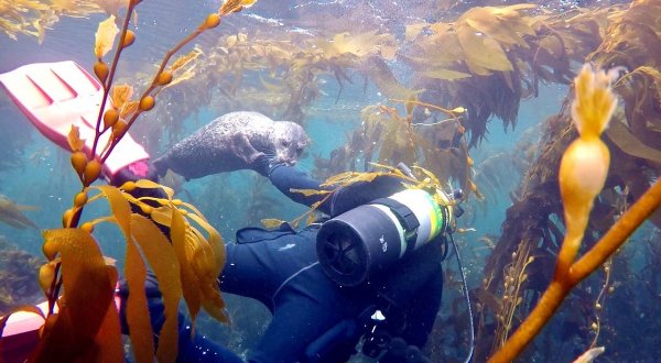Swim With Marine Animals Through A Kelp Forest In Southern California