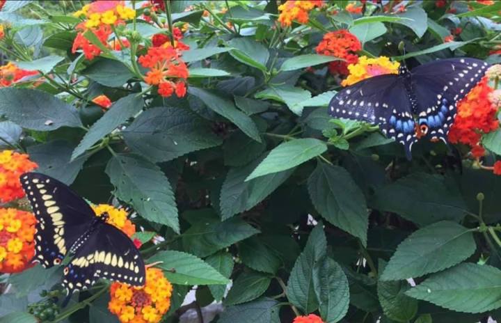 butterfly garden appleton