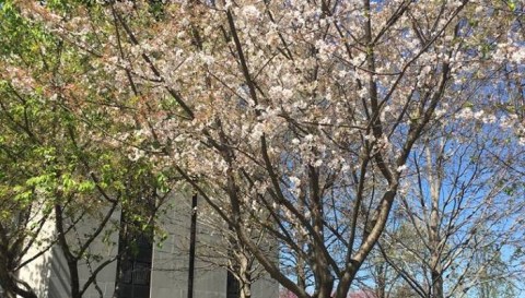The Nashville Cherry Blossom Festival Will Have Hundreds Of Trees In Bloom This Spring