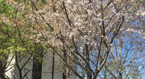 The Nashville Cherry Blossom Festival Will Have Hundreds Of Trees In Bloom This Spring