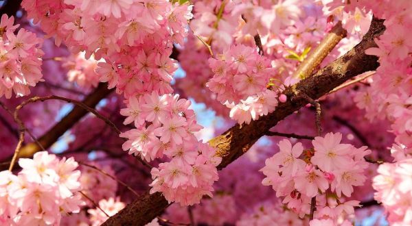 The Missouri Cherry Blossom Festival Will Have Countless Trees In Bloom This Spring