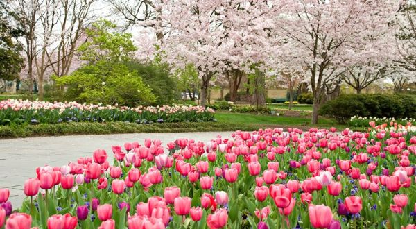 Over 500,000 Flowers Will Be In Bloom This Spring At The Dallas Arboretum In Texas